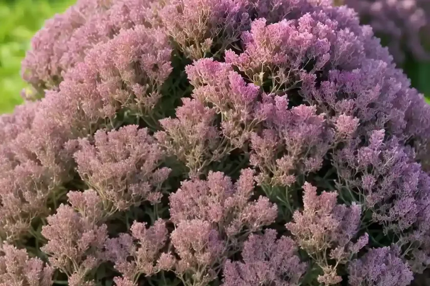 Thymus coccineus group (red creeping thyme) — photo 3