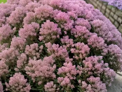 Thymus Coccineus Group (Red Creeping Thyme)