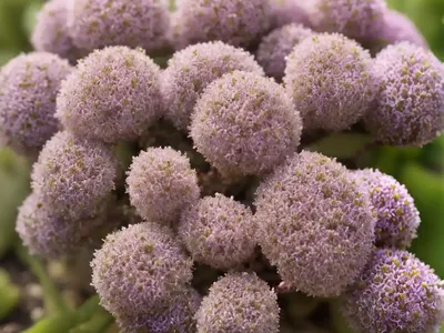 Thymus Pseudolanuginosus (Woolly Thyme)