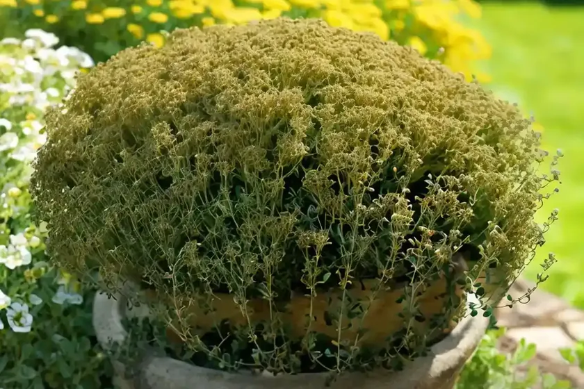 Thymus pulegioides ‘aureus’ (golden large thyme) — photo 2