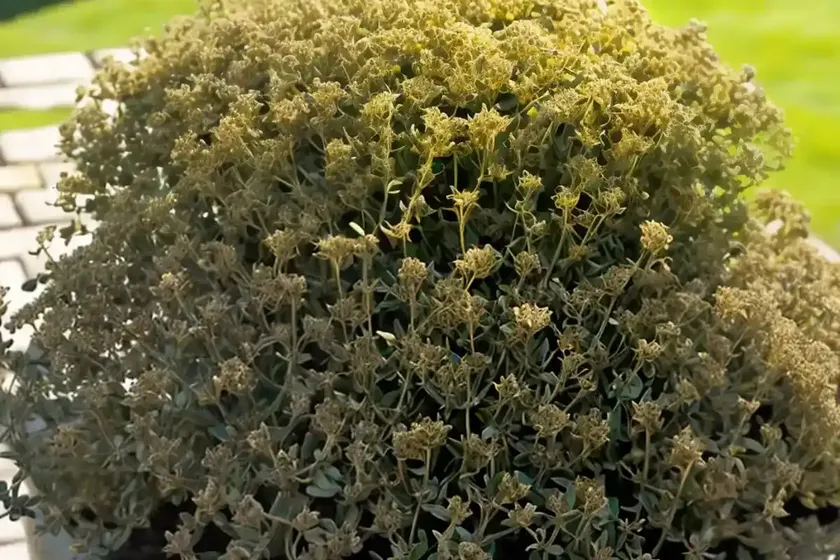 Thymus pulegioides ‘aureus’ (golden large thyme) — photo 3