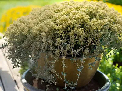 Thymus Pulegioides ‘Aureus’ (Golden Large Thyme)