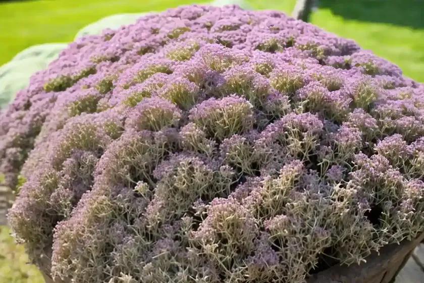 Thymus serpyllum (creeping thyme) — photo 3
