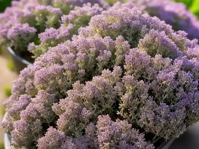 Thymus Serpyllum (Creeping Thyme)