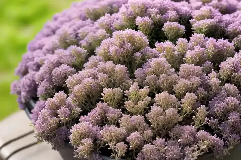 Thymus serpyllum ‘elfin’ (creeping thyme) — photo 3