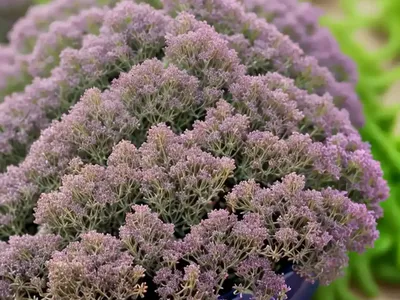 Thymus Serpyllum ‘Elfin’ (Creeping Thyme)