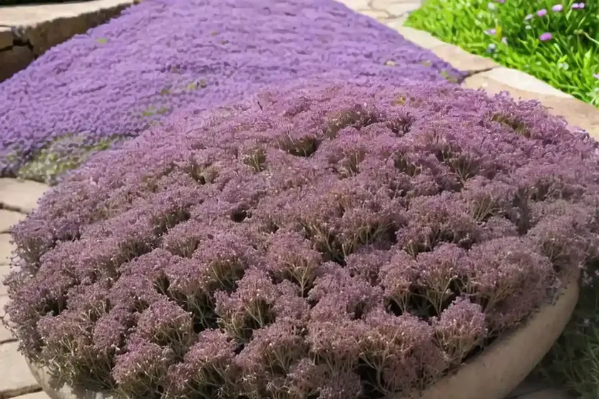Thymus serpyllum ‘magic carpet’ (creeping thyme) — photo 2