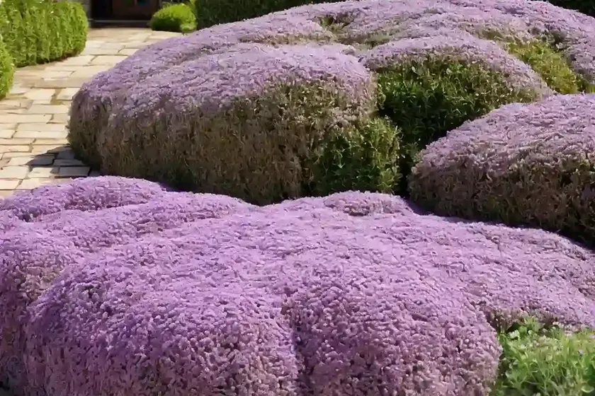 Thymus serpyllum ‘magic carpet’ (creeping thyme) — photo 3