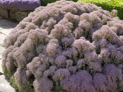 Thymus Serpyllum ‘Magic Carpet’ (Creeping Thyme)