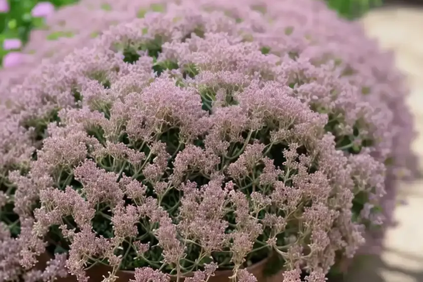 Thymus serpyllum ‘pink chintz’ (creeping thyme) — photo 2