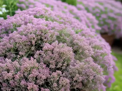 Thymus Serpyllum ‘Pink Chintz’ (Creeping Thyme)
