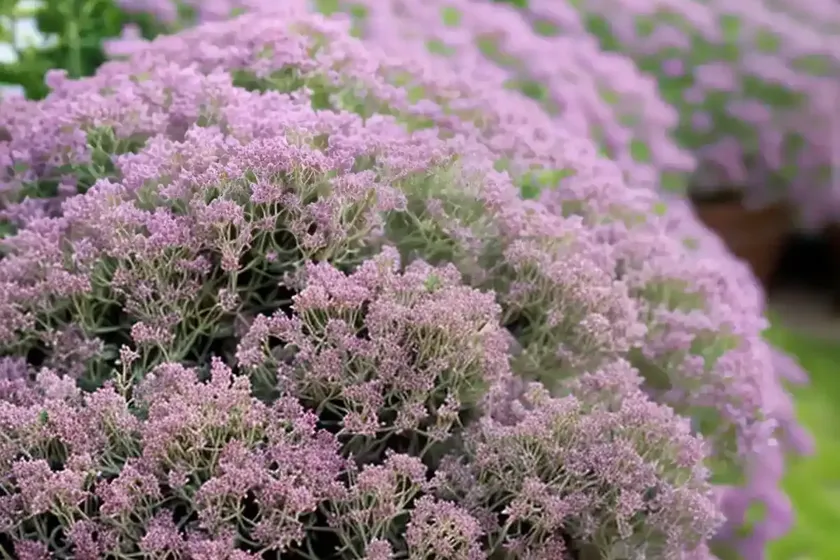 Thymus serpyllum ‘pink chintz’ (creeping thyme)