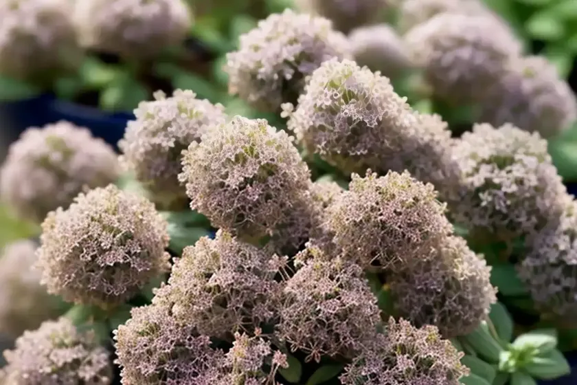 Thymus ‘silver posie’ (common thyme) — photo 2