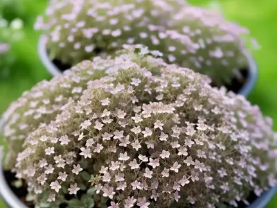Thymus ‘Silver Posie’ (Common Thyme)