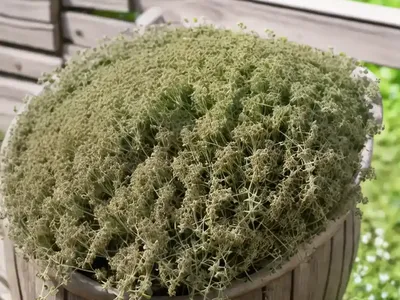 Thymus Vulgaris (Common Thyme)