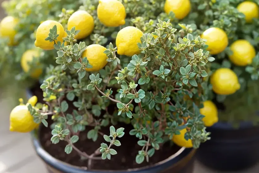 Thymus x citriodorus (lemon thyme) — photo 2