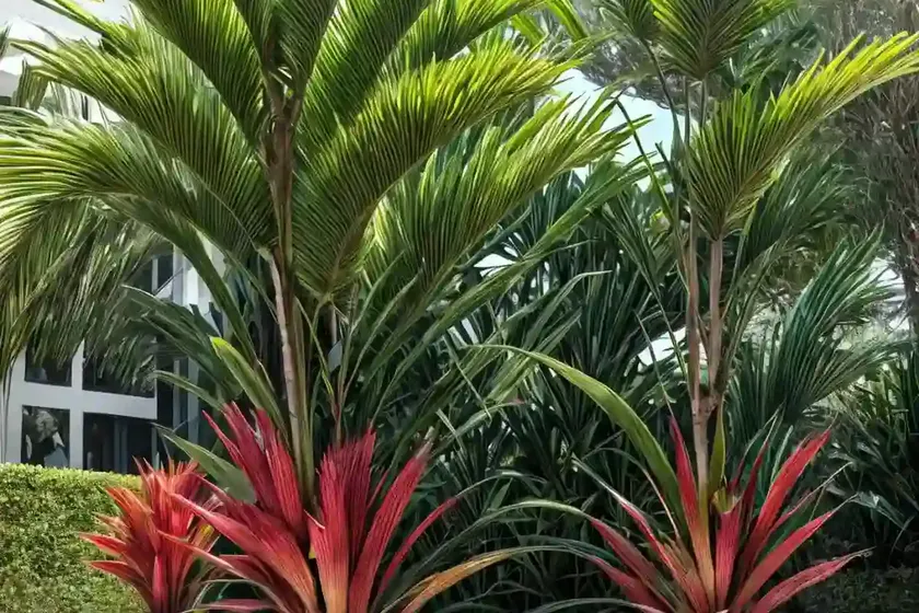 Ti leaf (cordyline fruticosa) — photo 3