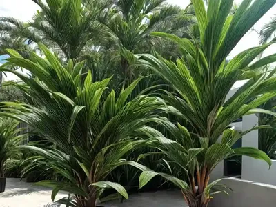 Ti Leaf (Cordyline Fruticosa)