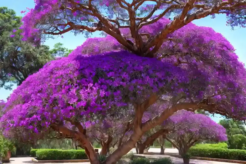 Tibouchina granulosa (purple glory tree) — photo 3