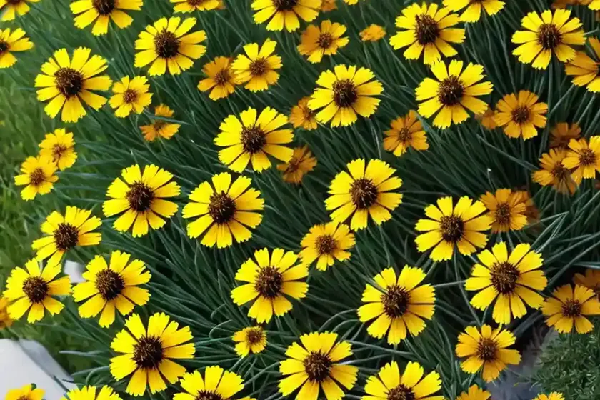Tickseed (coreopsis) — photo 3