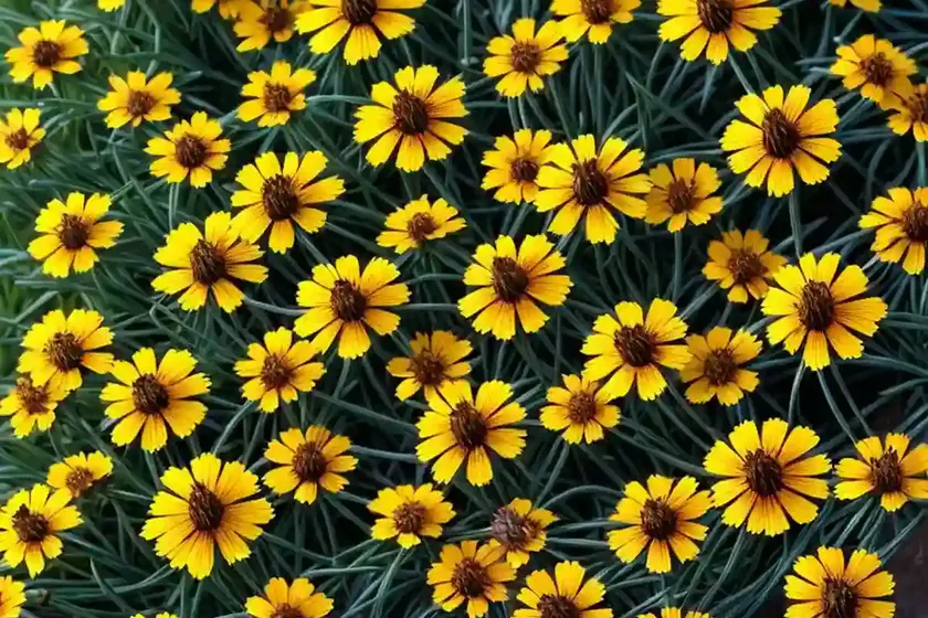 Tickseed (Coreopsis ‘Autumn Blush’) — photo 3