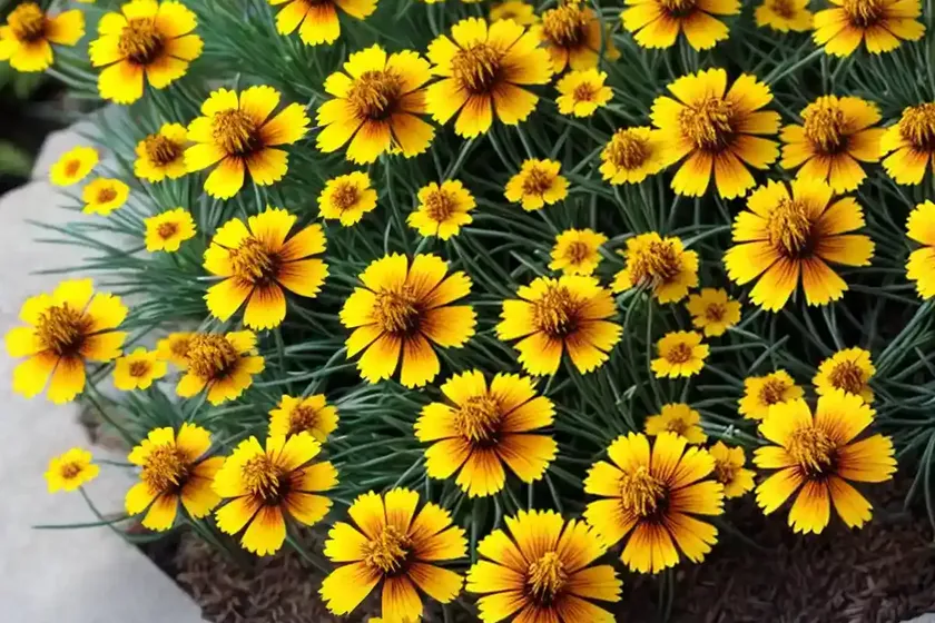 Tickseed (Coreopsis ‘Autumn Blush’)