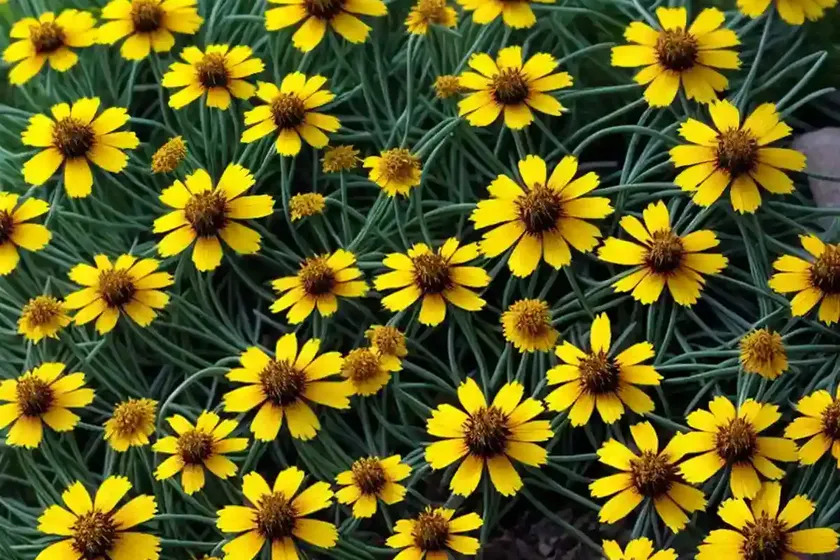 Tickseed (coreopsis ‘limerock ruby’) — photo 3