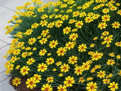 Tickseed (Coreopsis ‘Limerock Ruby’)