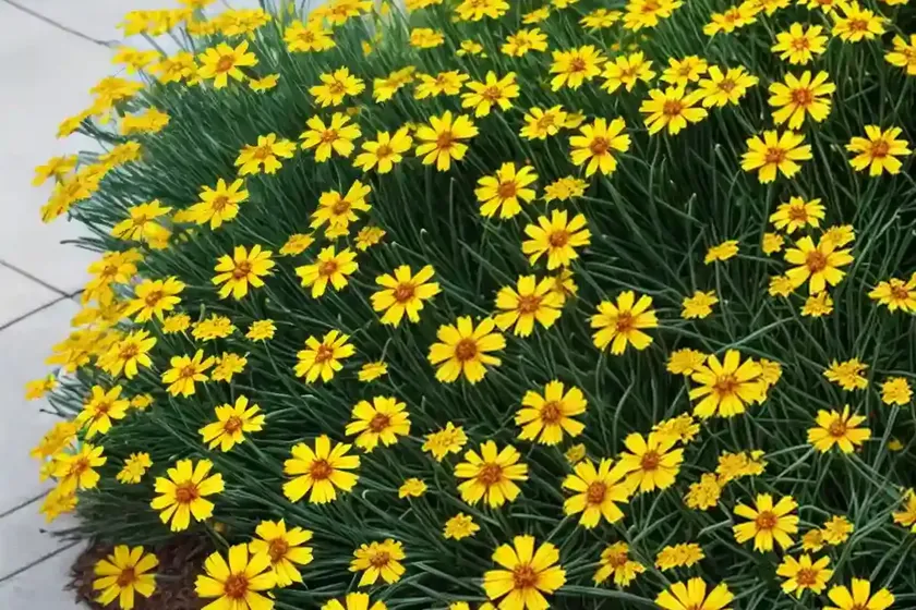 Tickseed (coreopsis ‘limerock ruby’)