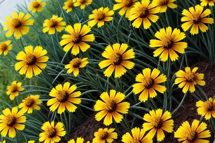 Tickseed (Coreopsis ‘Red Satin’ PERMATHREAD) — photo 2