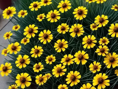 Tickseed (Coreopsis ‘Red Satin’ PERMATHREAD)