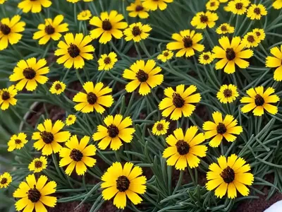 Tickseed (Coreopsis ‘Sonnenkind’ BABY SUN)