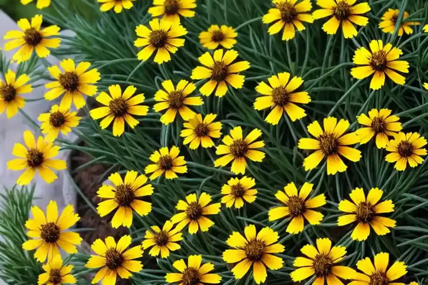 Tickseed (coreopsis ‘sunray’) — photo 2