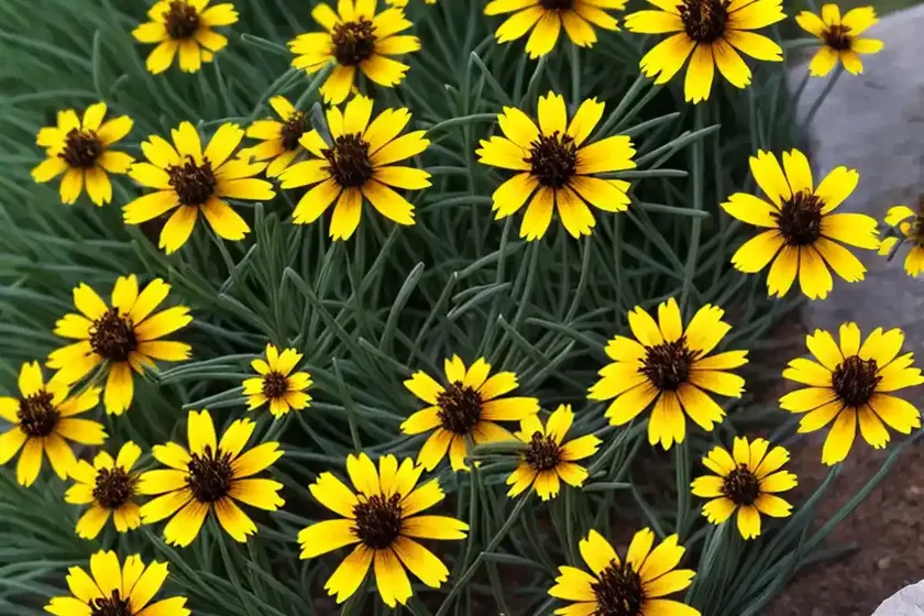 Tickseed (coreopsis ‘sunray’) — photo 3