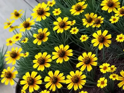 Tickseed (Coreopsis ‘Sunray’)