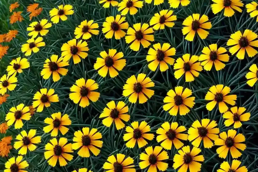 Tickseed (Coreopsis ‘Tequila Sunrise’) — photo 2