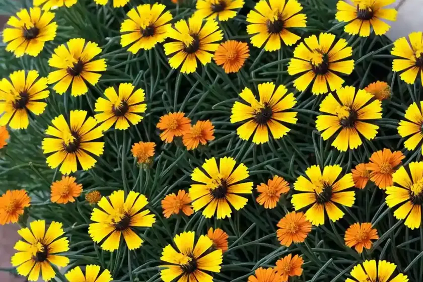 Tickseed (Coreopsis ‘Tequila Sunrise’) — photo 3