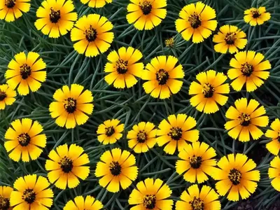 Tickseed (Coreopsis ‘Tequila Sunrise’)