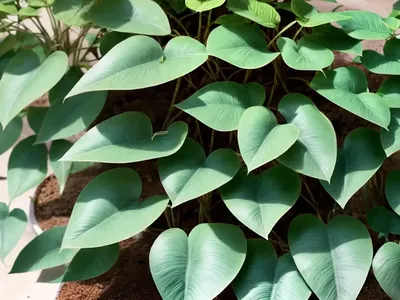 Tievine (Ipomoea Cordatotriloba)