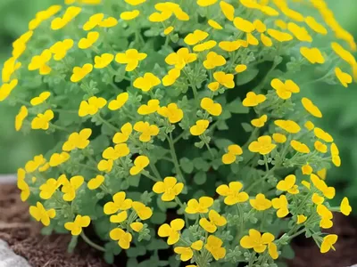 Tifton Burclover (Medicago Rigidula)