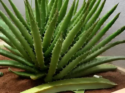 Tiger Tooth Aloe (Aloe Juvenna)