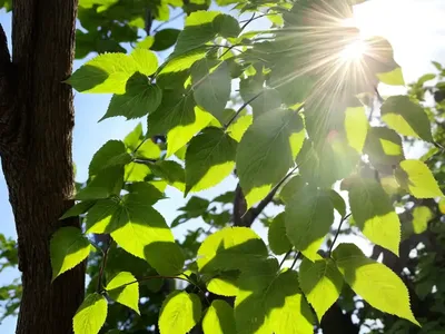 Tilia Americana (American Basswood)