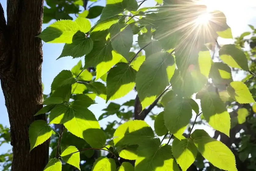 Tilia americana (american basswood)
