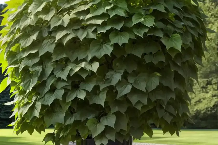 Tilia cordata (littleleaf linden) — photo 3