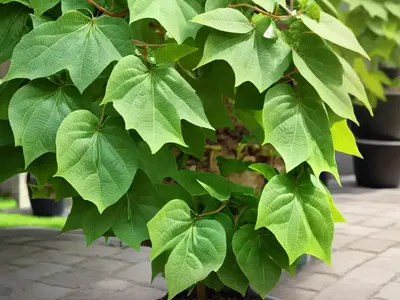 Tilia Cordata (Littleleaf Linden)