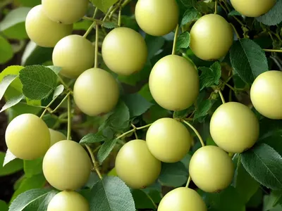 Tilia Henryana (Henry’s Lime)