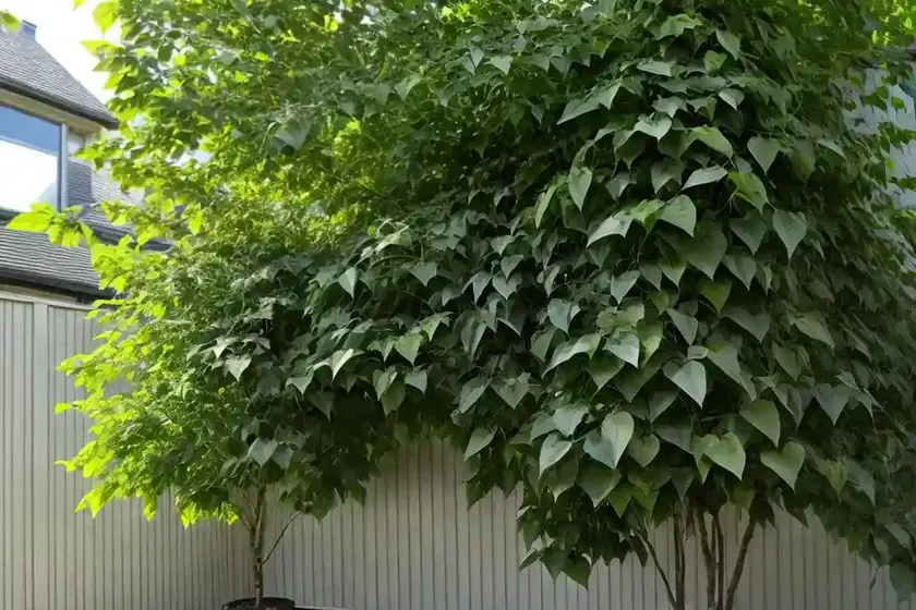Tilia platyphyllos (large-leaved linden) — photo 2
