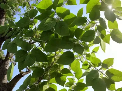 Tilia Platyphyllos (Large-Leaved Linden)