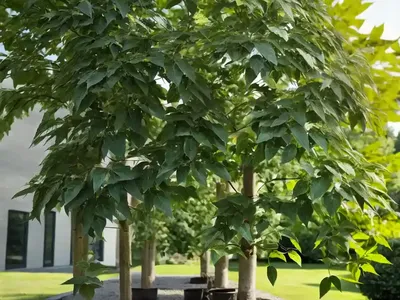 Tilia Tomentosa (Silver Linden)