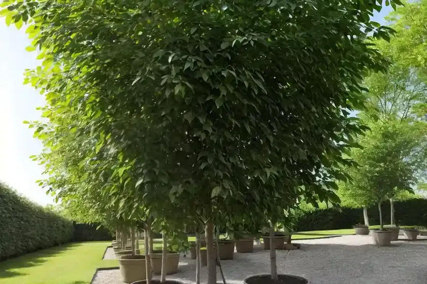 Tilia x euchlora (caucasian linden) — photo 2